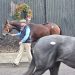 Fasig-Tipton